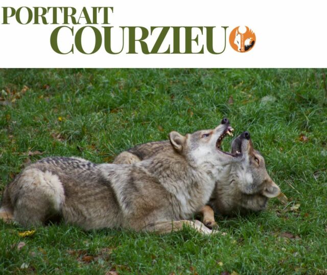 📸 PORTRAIT COURZIEU #14

🐺 Le Loup d'Europe

Sur cette photo, difficile de ne pas remarquer l'impressionnante dentition du loup !

Avec ses 42 dents parfaitement adaptées à son mode de vie, il possède de longues canines pour saisir ses proies et de puissantes carnassières capables de découper viande, tendons et petits os.

Sa mâchoire exerce une pression bien supérieure à celle d'un chien de taille équivalente, ce qui en fait un prédateur particulièrement efficace.

Un outil indispensable à la survie de cet animal fascinant.

❤️ Selon vous, combien mesure la canine d'un loup adulte ? 🐺

#PortraitCourzieu #ParcDeCourzieu #LoupDEurope #Loups #Nature #Biodiversité

Photo @mayol.dutreive