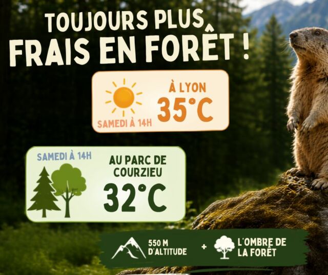 🌳❄️ Le meilleur climatiseur ? La forêt !

Quand le thermomètre grimpe en ville, la nature garde la tête froide.

Avec ses 550 mètres d'altitude et ses sentiers ombragés, le Parc de Courzieu offre quelques précieux degrés de moins pour profiter pleinement de votre journée.

🌡️ 35°C à Lyon
🌳 32°C au Parc de Courzieu

Alors ce week-end, troquez le béton contre les arbres et venez chercher un peu de fraîcheur au milieu des loups, des rapaces et des marmottes !

🐺🌲 On vous attend à l'ombre des grands arbres !