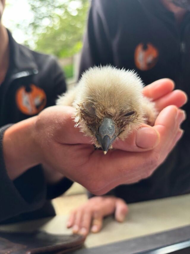 Naissance chez les hiboux Grand Duc Européen 💚