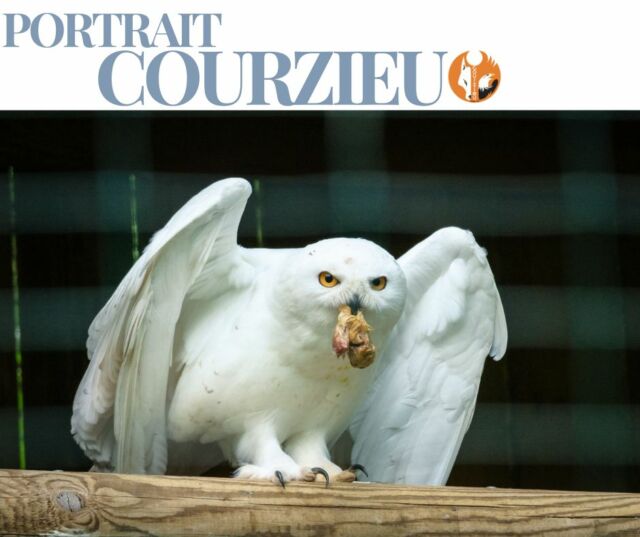 # PORTRAIT COURZIEU #7

🦉 La Chouette harfang

Venue des régions les plus froides de la planète, la chouette harfang est parfaitement adaptée aux paysages enneigés.

Son plumage blanc lui permet de se fondre dans son environnement tandis que ses plumes épaisses la protègent des températures extrêmes.

Son regard jaune intense contraste avec son élégance naturelle.

❤️ Si vous pouviez observer un animal dans le Grand Nord, choisiriez-vous la chouette harfang ?
📷 @fmphotography.fr www.fmphotography.fr

#PortraitCourzieu #ParcDeCourzieu #Rapace #MontsDuLyonnais #SortieEnFamille
#ChouetteHarfang