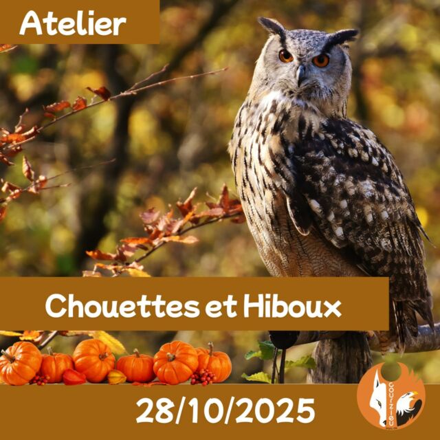 🦉 Animation Spéciale Chouettes & Hiboux au Parc de Courzieu ✨
À l’occasion d’Halloween, partez à la découverte de ces oiseaux mystérieux qui fascinent depuis toujours…
📅 Quand ? Mardi 28 octobre
⏰ De 10h à 16h
📍 Où ? Parc de Courzieu
🎟 Tarif : Gratuit, inclus dans le billet d’entrée du parc
👧👨 Âge : de 3 à 99 ans
👩🦰 Avec qui ? Marion, animalière passionnée du parc, vous attend pour tout vous dévoiler sur les chouettes et les hiboux.
✨ Au programme :
 • Découvrez les légendes et symboles liés à ces oiseaux nocturnes : chance, beauté, mystère… mais aussi peurs et sortilèges.
 • Participez à une animation ludique et pédagogique spécialement créée pour Halloween.
 • Replongez en enfance avec un jeu du “Qui est-ce ?” revisité pour apprendre à reconnaître les différentes espèces de chouettes et hiboux.
💡 Un atelier fascinant, mêlant nature, histoires et pédagogie.
🤝 Un engagement solidaire :
 • Atelier au profit de l’association La Choue
 • Possibilité de faire un don sur place
 • Le Parc de Courzieu reversera 1 € par entrée du 28 octobre à l’association
🌳 Venez nombreux vivre cette animation unique et soutenir la protection des chouettes et hiboux !