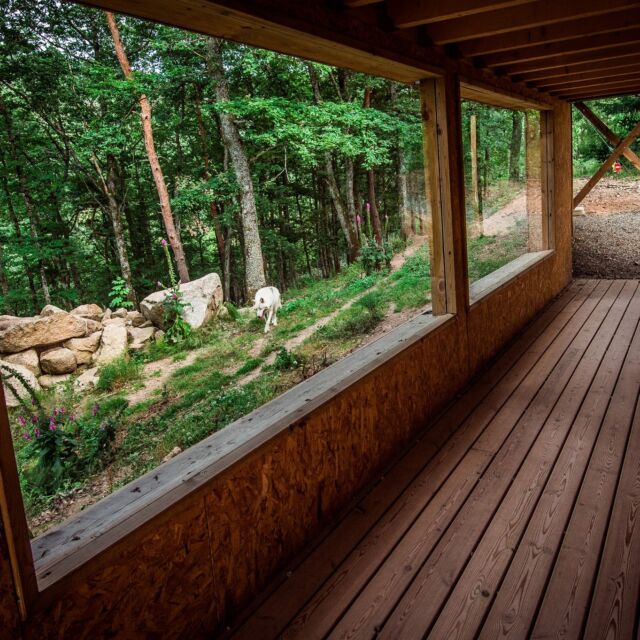 🌿 22°C à 10h le matin… au cœur de la canicule, ça fait du bien !

À 600 m d’altitude et en pleine forêt, le Parc de Courzieu, c’est l’oasis de fraîcheur de l’été.

Du 9 au 13 août, nos horaires d'animations s’adaptent : 

🐿️ 10h45 – Marmottes
🐌 11h15 – Escargots
🦅 11h45 – Rapaces
🐺 14h15 – Loups gris
🐿️ 14h45 – Marmottes
🐺 15h15 – Loups blancs

💚 Respirez, profitez, et laissez la chaleur en bas…

A partir de 12h, l'entrée est à prix réduit Adulte 14€ et enfant 12€ 😉