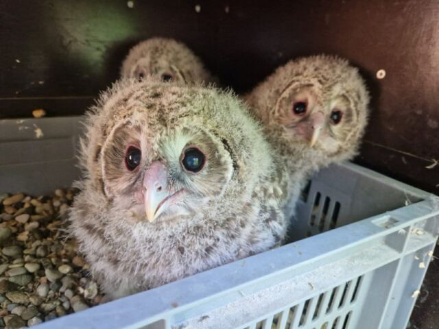 Une naissance exceptionnelle au Parc de Courzieu 🦉❤️

Trois chouettes de l’Oural sont nées au parc dans le cadre d’un programme européen de conservation et de réintroduction piloté par l’association allemande VLAB, engagée pour la sauvegarde de cette espèce rare des grandes forêts européennes.

Ces trois petits sont nés d’un couple formé grâce à la collaboration entre plusieurs parcs zoologiques : le mâle vient du @zoo_upie  et la femelle de @espace_rambouillet . Un grand merci à eux pour leur confiance. 

Élevés avec un minimum de contacts humains afin de préserver leur comportement sauvage, ces jeunes chouettes vont partir très bientôt pour être réintroduit en Bavière 🌲

Une magnifique aventure pour la biodiversité et une fierté pour les équipes du Parc de Courzieu et leurs partenaires.

#ParcdeCourzieu #ChouetteDeLOural #Biodiversité #Conservation #Rapaces #Nature #MontsDuLyonnais