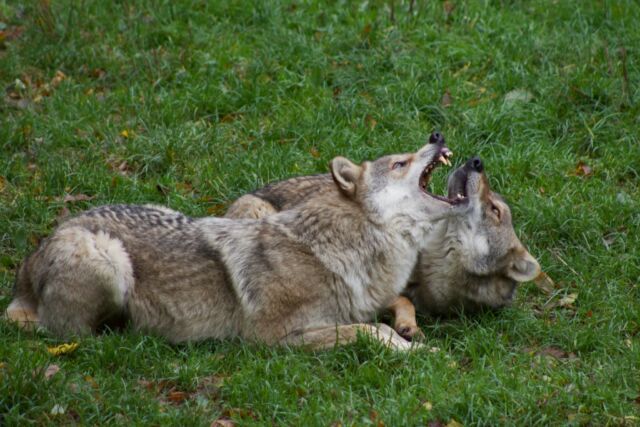 Aujourd’hui au parc :
🐺 11h30 : repas des loups d’Europe
🐺 15h : repas des loups arctiques
Un moment fort, commenté par nos soigneurs.