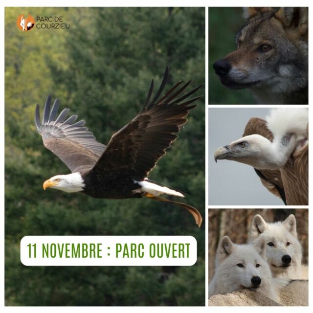 PARC OUVERT CE MARDI 11 NOVEMBRE 

Vous venez? 
 
Au programme : 

10h45 : Repas des marmottes
11h30 : Présentation des loups gris
14h00 : Grand vol des rapaces
14h45 : Repas des marmottes
15h15 : Présentation des loups blancs

Venez profiter de cette dernière journée d'ouverture de la saison avant notre fermeture hivernale !