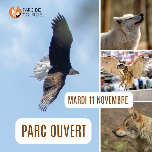 Ce mardi 11 novembre le parc est ouvert de 10h à 18h.
 
Au programme : 

10h45 : Repas des marmottes
11h30 : Présentation des loups gris
14h00 : Grand vol des rapaces
14h45 : Repas des marmottes
15h15 : Présentation des loups blancs

Venez profiter de cette dernière journée d'ouverture de la saison avant notre fermeture hivernale !