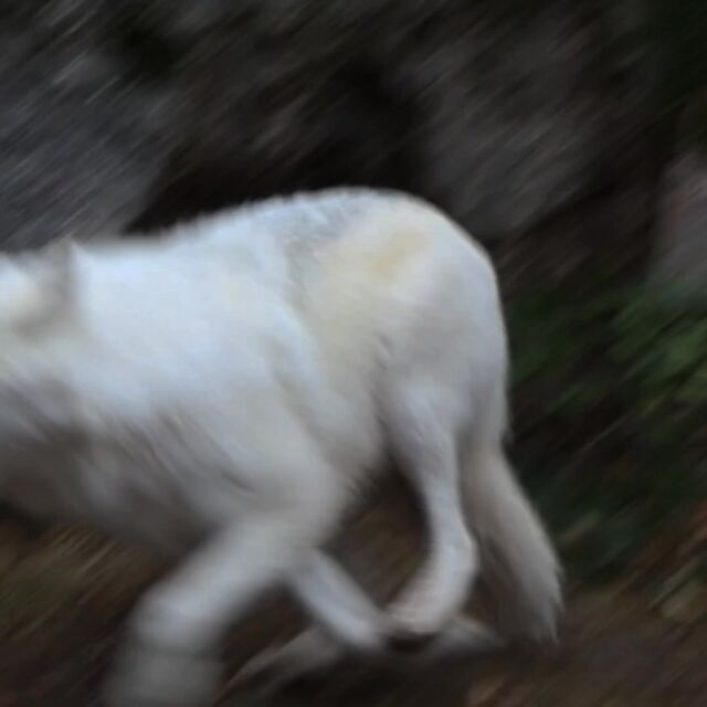 Partir à la rencontre des loups arctiques... 

Pendant les vacances, nourrissage des loups blancs à 15h00.