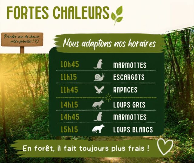 🐺☀️ Nos animaux aussi ont besoin d'un peu de fraîcheur !

Face aux fortes chaleurs annoncées du 18 au 22 juin, nous adaptons exceptionnellement nos horaires d'animation afin de préserver le bien-être de nos animaux, le confort de nos visiteurs et les conditions de travail de nos équipes.

Pour éviter les heures les plus chaudes de la journée, les présentations de rapaces sera programmée le matin au lieu de l'après midi. 

📅 Horaires des animations :

🦫 10h45 • Marmottes
🐌 11h15 • Escargots
🦅 11h45 • Rapaces
🐺 14h15 • Loups gris
🦫 14h45 • Marmottes
🤍🐺 15h15 • Loups blancs

🎟️ À partir de 12h00 :
• Adulte : 14 €
• Enfant : 10 €

Merci de votre compréhension. Prendre soin de la nature, c'est aussi savoir s'adapter à son rythme. 🌿

Nous vous souhaitons de belles visites au cœur de notre forêt ombragée !