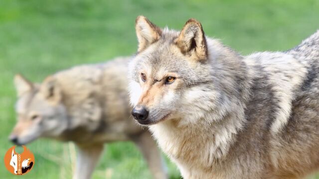 Idée vacances : une journée au Parc de Courzieu... 😍🦅🐺