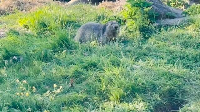 Nos marmottes profitent du printemps, des nouvelles herbes et des insectes…