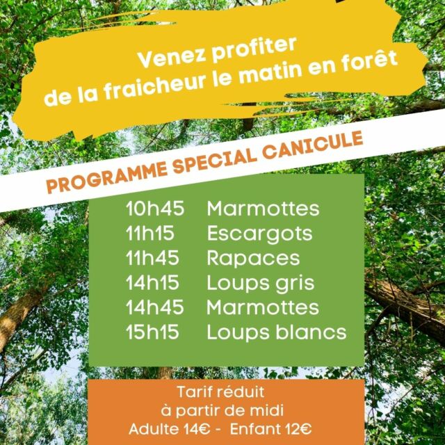 - Mercredi 2 juillet - Canicule - Modification des horaires des animations -

Nous vous recommandons de venir le matin sur le parc. Vous allez adorer la fraicheur de la forêt. Le parc est à 550m d'altitude, il y fait toujours plus frais !

Nous adaptons nos horaires pour plus de confort pour nos animaux, nos visiteurs et l'équipe du parc.