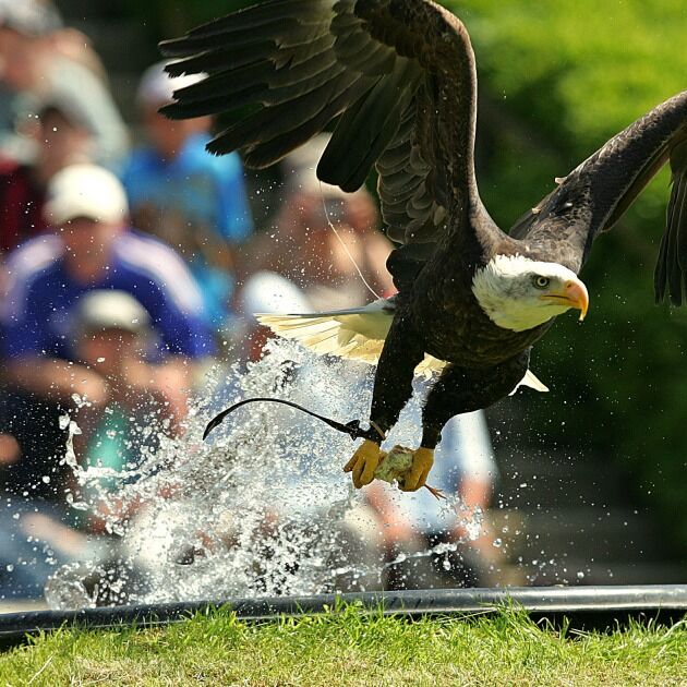Chaque après-midi à 14h00 et 16h00, nos oiseaux de proie prennent leur envol au cœur de la forêt du parc. 
Un incroyable moment où on peut admirer les aigles, buses, vautours, faucons... en plein ciel. 
L'occasion pour vous de mieux les connaitre pour mieux les protéger. 

#Rapaces #CourzieuEnVol