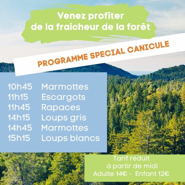MARDI 01 JUILLET et MERCREDI 02 JUILLET - SPÉCIAL CANICULE - 

🌞Vous avez chaud ? Venez prendre le frais dans la forêt du parc! 🌿

Le soleil va tape fort… mais au Parc,  c’est une autre ambiance ☀️🌲

À 550 mètres d’altitude, sous l’ombre bienveillante de la forêt, il y fait toujours plus frais. 

Nous adaptons nos horaires de présentations animalières pour le confort de nos animaux, de nos visiteurs et de notre équipe. Le grand vol des rapaces à lieu le matin. 

💚 Profitez d’une journée en pleine nature  avec des sentiers forestiers ombragés