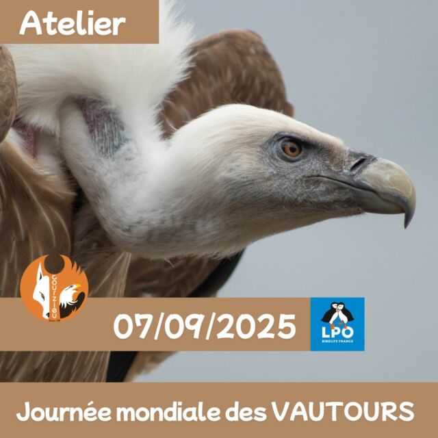💚Dimanche 7 septembre – Journée Mondiale des Vautours -
 Atelier découverte - GRATUIT 💚

Les Journées mondiales des vautours ont été lancées par la LPO et le réseau vautour. 
Elles ont pour but de faire connaître et sensibiliser le public sur les nécrophages de notre pays. 

Laurie, animalière au parc, vous a préparé un super atelier, avec des jeux et des apprentissages pour petits et grands ! 

Plongez dans l’univers fascinant des vautours, ces espèces essentielles aux écosystèmes pastoraux et menacées à l’échelle mondiale. 

🥰 Pour chaque entrée payante ce jour-là, 1 € sera reversé à Vautours en Baronnies, en soutien à leurs actions de réintroduction et de suivi des populations . 

Alors si vous devez choisir un jour pour venir au parc c'est celui là ! 

Atelier gratuit pour les visiteurs du parc. De 3 à 99 ans. 

@lpo_officiel @lpo_aura @lpo_auvergne @vautoursenbaronnies