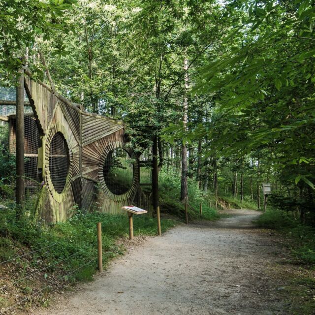 Chaud en plaine ? Venez prendre le frais à Courzieu ! 🌿

Ce week-end, le soleil va taper fort… mais au Parc de Courzieu, c’est une autre ambiance ☀️🌲
À 550 mètres d’altitude, sous l’ombre bienveillante de la forêt, il y fait toujours plus frais. Un vrai bol d’air pour petits et grands 🐺🦅🐿️

💚 Profitez d’une journée en pleine nature :
🌳 Sentiers forestiers ombragés
🧺 Pique-nique à l'ombre des arbres ou déjeuner dans la maison du trappeur.
🐺 Présentation des loups
🦅 Présentation de rapaces en vol
🐿️ Observation des marmottes
👧 Et la forêt de jeux pour les enfants !

📍Une escapade rafraîchissante et apaisante  à seulement deux pas de Lyon.

#ParcDeCourzieu #SortieEnFamille #NatureEtFraîcheur #WeekEndAuVert #MontsDuLyonnais #RefugeDeFraîcheur #LoupsEtRapaces #VacancesEnFamille #ForêtEtOmbre