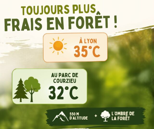 Quand la chaleur s'installe... la forêt devient votre meilleure alliée !

Pendant que les températures grimpent en ville, le Parc de Courzieu vous offre un peu de répit. Grâce à ses 550 mètres d'altitude et à l'ombre de sa forêt, il fait généralement quelques degrés de moins qu'en vallée. Une différence qui change tout pour profiter pleinement d'une journée en pleine nature !

Pour le confort de nos animaux, de nos visiteurs et de notre équipe, nous adaptons exceptionnellement les horaires des animations du 7 au 12 juillet.

Au programme :
🦫 10h45 – Marmottes
🐌 11h15 – Escargots
🦅 11h45 – Grand vol des rapaces
🐺 14h15 – Loups d'Europe
🦫 14h45 – Marmottes
🤍 15h15 – Loups arctiques

Entre deux présentations animalières, profitez de la fraîcheur des sentiers forestiers, des jeux de bois, du jeu de piste et de tous les espaces du parc.

🌿 Cet été, venez respirer un peu d'air frais… à seulement quelques minutes de Lyon !

#ParcDeCourzieu #FraîcheurEnForêt #FortesChaleurs #SortieFamille #Nature #Loups #Rapaces #MontsDuLyonnais