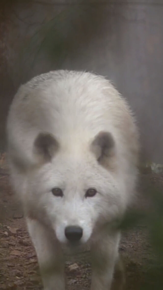 Une belle idée de sortie hivernale sur la thématique du loup...