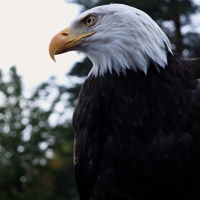Le parc se pare de belles couleurs d'automne pour cette deuxième semaine de vacances. 
Derniers jours avant la fermeture du parc le 11 novembre. 
Rapaces et loups sont au rendez-vous de vos vacances. 
Avec un programme d'activité Halloween : 
 
Mardi 28 octobre : découverte des chouettes et des hiboux
Jeudi 30 octobre : création de nichoirs pour oiseaux
Vendredi 31 octobre : gratuit pour les enfants déguisés de le tête aux pieds
Venez profiter d'une belle sortie en famille. !