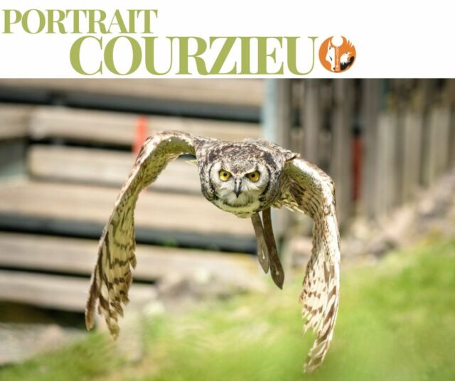 # PORTRAIT COURZIEU #10

🦉 Le Hibou de Virginie

Avec ses grandes aigrettes dressées et son regard ambré perçant, le Hibou de Virginie est l'un des plus impressionnants rapaces nocturnes d'Amérique du Nord.

Redoutable chasseur, il est capable de capturer des proies bien plus grosses que lui grâce à ses puissantes serres. Son vol est si silencieux qu'il peut surprendre ses victimes sans être entendu.

Malgré son apparence parfois sévère, ce majestueux rapace joue un rôle essentiel dans l'équilibre des écosystèmes en régulant les populations de petits mammifères.

Lorsque la nuit tombe, ses hululements graves résonnent dans les forêts et rappellent que le monde sauvage ne dort jamais vraiment...

❤️ Selon vous, son regard est-il plutôt fascinant ou intimidant ?

#PortraitCourzieu #ParcDeCourzieu #HibouDeVirginie #Rapaces #Nature #Biodiversité

📷 @fmphotography.fr www.fmphotography.fr