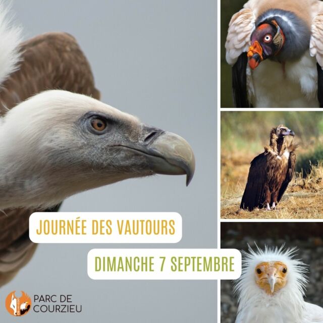 Journée des vautours 𝘓𝘦 7 𝘴𝘦𝘱𝘵𝘦𝘮𝘣𝘳𝘦 :  𝘷𝘰𝘵𝘳𝘦 soutien compte ! 

À l’occasion de la Journée Mondiale des Vautours, le Parc de Courzieu, en collaboration avec Vautours en Baronnies et la LPO France, met à l’honneur ces rapaces souvent mal connus mais cruciaux pour l’équilibre de nos campagnes. 

Rendez-vous dimanche 7 septembre 2025, pour un atelier découverte pour mieux connaître les vautours et leur rôle vital dans nos écosystèmes. 

Et grâce à notre engagement solidaire, 1 € sera reversé à Vautours en Baronnies pour chaque visiteur ce jour-là. Une belle manière de soutenir la préservation des  vautours. 

Lieu : Parc de Courzieu, 1865 Route du Parc, 69690 Courzieu 
Public : dès 3 ans et jusqu’à 99 ans, hors groupes 
Tarif : Gratuit pour les visiteurs du parc

Atelier parfait pour petits curieux et grands passionnés !