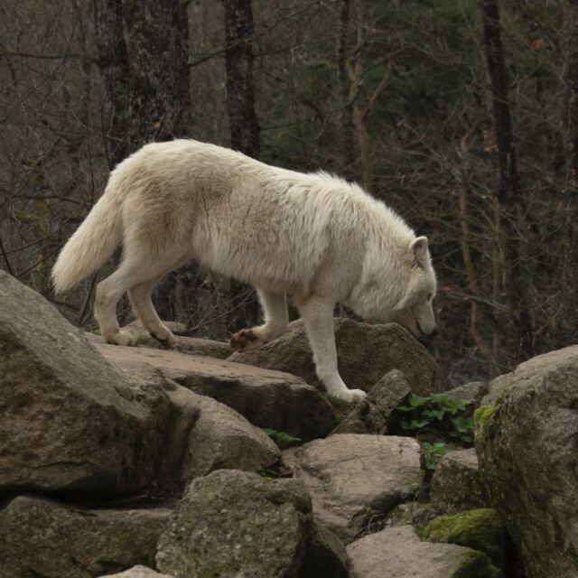 ❄️ Une balade hivernale à la rencontre des loups arctiques 🌲

L’hiver transforme la forêt et offre une atmosphère unique, plus calme, plus silencieuse.
C’est une saison idéale pour observer les loups arctiques, parfaitement adaptés au froid. 

Le parc reste ouvert en hiver pour profiter de belles balades forestières et découvrir les animaux dans une ambiance totalement différente.

Marcher en forêt, prendre le temps d’observer, respirer l’air frais et partager un moment nature en famille…
Une sortie hivernale qui change du quotidien.

À vivre pleinement, même quand il fait froid!