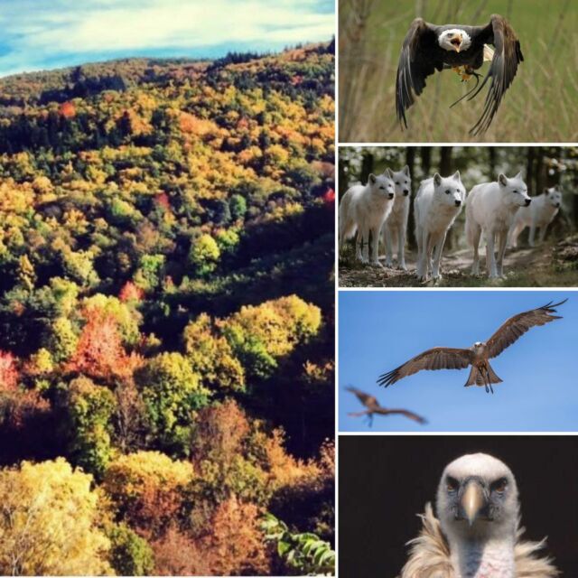 🍂L'automne est la plus belle saison pour découvrir le parc
La forêt commence à se parer de ses couleurs dorées, les feuilles craquent sous les pas et nos animaux profitent de cette belle saison.

🐺 Loups gris et loups blancs, 🦅 rapaces majestueux, 🐿️ marmottes… Tous vous attendent pour une journée au grand air !

Et cette année encore, les vacances de la Toussaint vous réservent de belles surprises, entre nature, découvertes et animations pour toute la famille.

🎃 Ici, pas de monstres effrayants : juste de jolies citrouilles, de gentils fantômes et beaucoup de bonne humeur !

📍 À deux pas de Lyon, venez vivre l'automne autrement.

👉 https://www.parc-de-courzieu.fr/programme/

#ParcDeCourzieu #Automne #Toussaint #SortieFamille