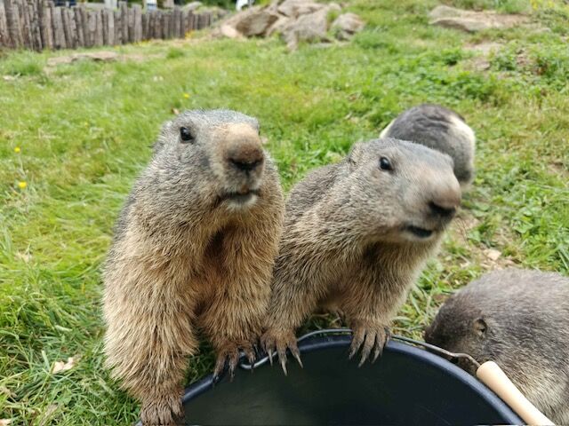 Elles n’ont peur de rien… surtout pas du seau 😄

Nos marmottes sont de vraies gourmandes ! 
Curieuses et malicieuses, elles s’approchent toujours un peu plus près… au point qu’on se demande si elles ne vont pas finir dedans si on les laisse faire 🪣🐾

Un moment drôle et attendrissant à vivre au plus près d’elles ❤️
Venez les observer, vous verrez… difficile de leur résister !