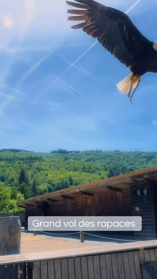 Notre magnifique pygargue à tête blanche en plein vol 😍