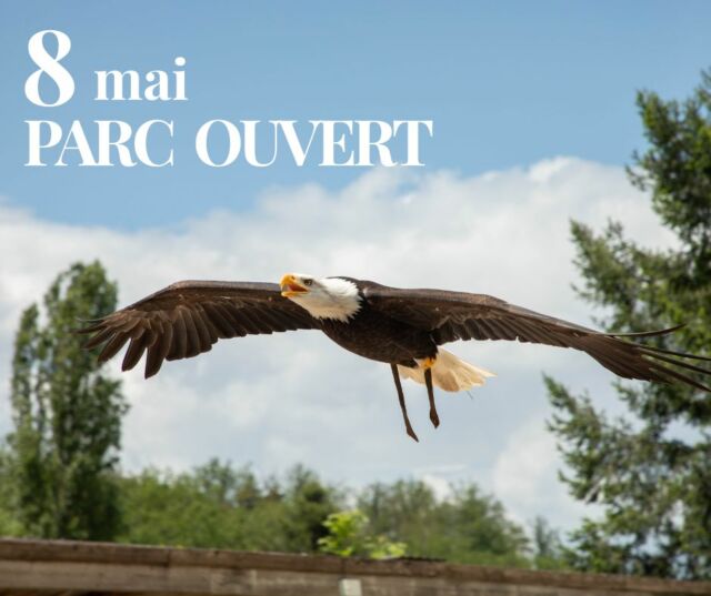Le 8 mai, nous sommes OUVERTS alors cap sur la nature ! 🌿🐺

En famille ou entre amis, venez vivre une journée pleine de découvertes au Parc de Courzieu. Le printemps est là, les animaux sont bien actifs… et les animations s’enchaînent tout au long de la journée ☀️

Au programme :
10h45 : Marmottes
11h15 : Escargots
11h30 : Loups gris
14h00 : Grand vol des rapaces
14h45 : Marmottes
15h15 : Loups blancs
16h00 : Grand vol des rapaces

Et pour prolonger l’aventure : la forêt aux jeux de bois, le jeu de piste, la maison des pièges, la tête de loup…

De quoi rire, apprendre et créer de beaux souvenirs en pleine nature 🌳❤️

On vous attend nombreux !