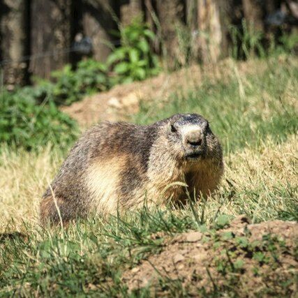 🐾 Les stars de l’été prennent la pose !

Difficile de résister à nos marmottes… ❤️

Un regard curieux, une petite tête qui dépasse, une pause au soleil ou quelques brins d’herbe à grignoter : elles ont un talent certain pour nous faire craquer !

En été, elles sont particulièrement actives. C’est le moment de manger, explorer, profiter des beaux jours… et surtout de faire des réserves avant le retour de l’hiver.

📸 Et quand elles prennent la pose comme ça, impossible de ne pas sortir l’appareil photo !

Venez les rencontrer au Parc de Courzieu lors de nos présentations quotidiennes et découvrir tous les secrets de ces attachantes habitantes des montagnes.

❤️ Et vous, quelle photo de la série est votre préférée ?

#ParcDeCourzieu #Marmottes #Nature #Animaux #SortieFamille #MontsDuLyonnais

photo : @fmphotography.fr