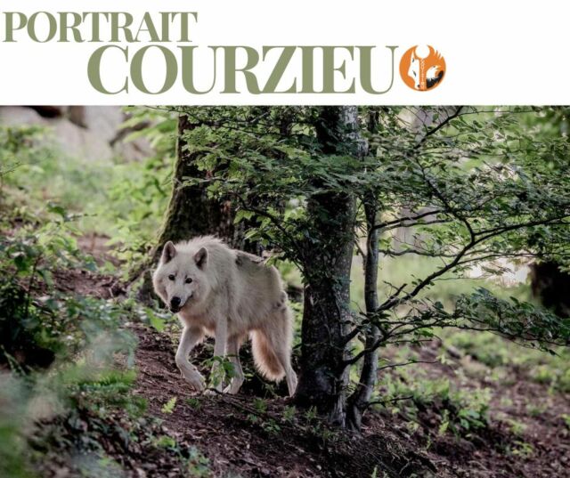 📸 PORTRAIT COURZIEU #17

🤍🐺 Le Loup arctique

Dans l'immensité blanche du Grand Nord, le loup arctique est un maître de l'adaptation.

Son pelage clair lui permet de se fondre dans les paysages enneigés, tandis que ses larges pattes agissent comme de véritables raquettes pour se déplacer sur la neige.

Capable de parcourir de très longues distances à la recherche de nourriture, il incarne à lui seul la résistance et la persévérance face aux conditions les plus extrêmes.

❤️ Selon vous, quel est le plus bel atout du loup arctique : sa beauté, sa résistance ou son incroyable capacité d'adaptation ?

#PortraitCourzieu #ParcDeCourzieu #LoupArctique #Loups #Nature #Biodiversité

photo : @alexandre_boudet_photographer