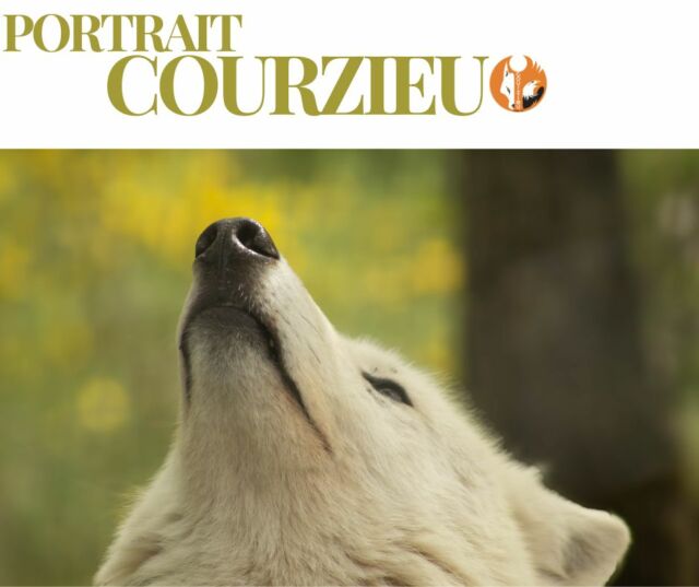 📸 PORTRAIT COURZIEU #11

🤍🐺 Le Loup arctique

Habitant des régions les plus froides de la planète, le loup arctique vit là où les températures peuvent descendre bien en dessous de -40°C.

Son épaisse fourrure blanche lui permet de résister au froid tout en se fondant parfaitement dans les paysages enneigés du Grand Nord.

Mais sa plus grande force n'est pas son pelage : c'est sa meute. Comme tous les loups, il vit au sein d'une famille soudée où chacun joue un rôle essentiel à la survie du groupe.

Face aux conditions extrêmes de l'Arctique, l'entraide fait toute la différence.

❤️ Quel détail vous impressionne le plus chez le loup arctique : son pelage immaculé ou sa capacité à vivre dans un environnement aussi hostile ?

#PortraitCourzieu #ParcDeCourzieu #LoupArctique #Loups #Nature #Biodiversité