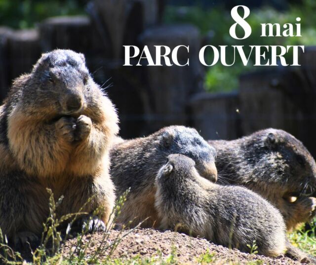 Nous sommes OUVERTS le 8 mai ! 
Vous ne saviez pas quoi faire ? 
Venez profiter de notre belle forêt aux couleurs du printemps : 

Au programme :
10h45 : Marmottes
11h15 : Escargots
11h30 : Loups gris
14h00 : Grand vol des rapaces
14h45 : Marmottes
15h15 : Loups blancs
16h00 : Grand vol des rapaces

Mais aussi la forêt aux jeux de bois, le jeu de piste, la maison des pièges, la tete de loup....

Une journée pour s’émerveiller, apprendre et partager de vrais moments ensemble ❤️

On vous attend !