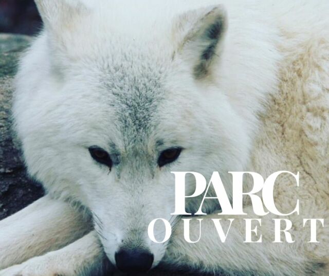 ❄️ Le Parc est ouvert en hiver… jusqu’au 31 mars ! 🌲

Et si vous découvriez le parc autrement ?
En hiver, la forêt se fait plus calme, les lumières changent et la balade devient une expérience insolite et apaisante, idéale à vivre en famille.

📆Ouverture hivernale jusqu’au 31 mars
⏰Horaires : de 11h à 17h
📆Jours d’ouverture : mercredis, samedis, dimanches et vacances scolaires zone A

Présentations animalières
Loups d’Europe à 11h30
Loups arctiques à 15h00

Ces temps de présentation permettent de mieux comprendre le comportement des loups, leur mode de vie et leur incroyable adaptation à l’hiver.

Balades forestières hivernales, observation des animaux dans une ambiance unique, moments de partage au cœur de la nature…
Une belle idée de sortie nature, même quand il fait froid.