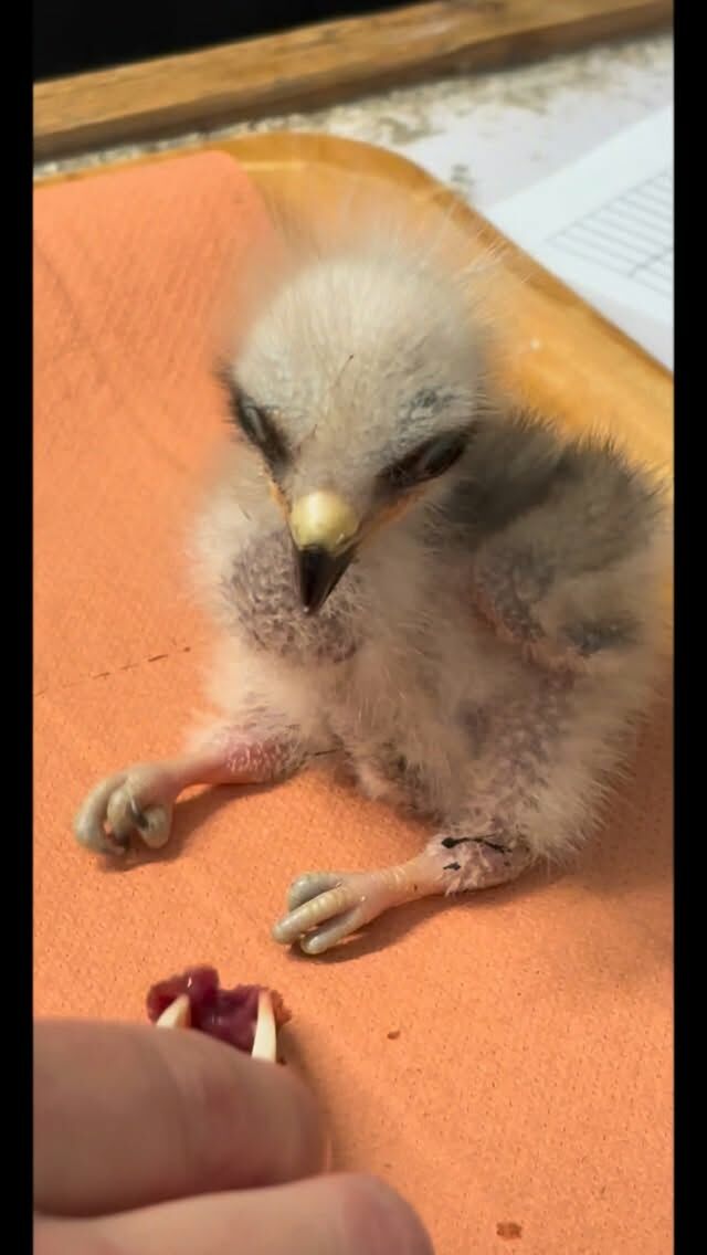 Nous vous présentons notre petit Milan, âgé de 6 jours seulement 😍. Il ne pèse que 83 grammes et aujourd’hui il a été très glouton, il a mangé 13 grammes de viande ! #milan #parcdecourzieu #montsdulyonnais #sortieenfamille #parcanimalier