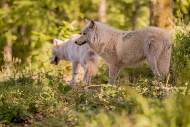 🤍🐺 Les loups blancs… version été ! 🌿

Pas de neige à l’horizon, mais une forêt bien verte et une belle fraîcheur sous les arbres !

En plein mois d’août, nos loups arctiques profitent eux aussi de leur vaste espace forestier : de l’ombre, de la végétation, de quoi se baigner et de nombreux endroits où se mettre au frais.

Et quel contraste entre leur magnifique pelage blanc et toutes les nuances de vert de la forêt ! 💚

Venez les observer au Parc de Courzieu et profitez, vous aussi, de nos sentiers ombragés en pleine nature.

📸 Petit aperçu de leur été à Courzieu…

#ParcDeCourzieu #LoupsArctiques #LoupsBlancs #Nature #Forêt #ÉtéAuParc #MontsDuLyonnais