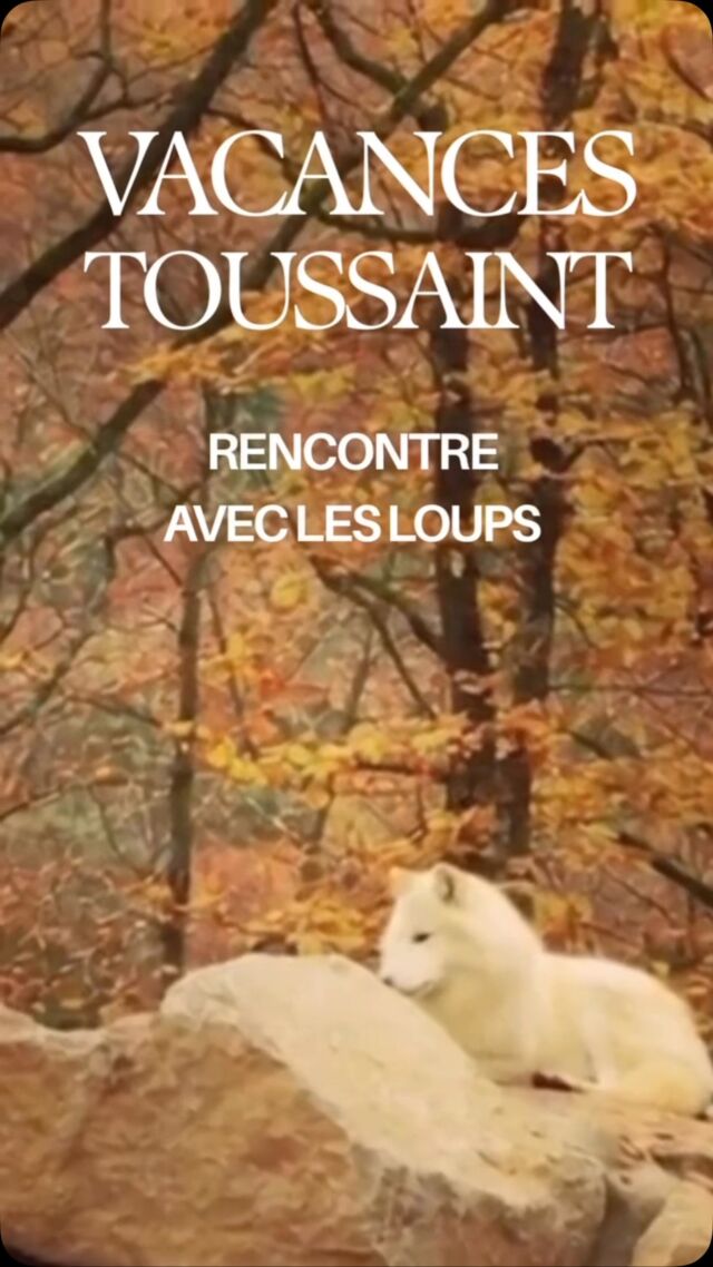 Rencontre avec les loups, tous les jours pendant les vacances de la Toussaint. #Loups #parcanimalier #montsdulyonnais #nature #parcdecourzieu