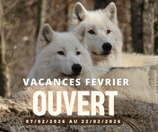 ❄️ Vacances de février : le parc est ouvert en hiver 🌲

Pendant les vacances de février zone A, le Parc Animalier de Courzieu vous accueille du 7 au 22 février, tous les jours, pour une vraie parenthèse nature en famille.

L’hiver est une saison idéale pour se balader en forêt, respirer l’air frais, prendre le temps d’observer et découvrir la nature autrement. Les sentiers sont plus calmes, l’ambiance plus douce, et l’expérience encore plus immersive.

🐺 Tous les jours pendant les vacances
Repas des loups d’Europe à 11h30
Repas des loups arctiques à 15h00

Ces moments permettent de mieux comprendre le comportement des loups, leur mode de vie et leur incroyable adaptation à l’hiver.

🎟️ Tarif d’entrée
9,50 € par personne
À partir de 3 ans

Une belle idée de sortie hivernale, pour partager un moment simple, apaisant et ressourçant en famille, au cœur de la forêt.

On vous attend pour une balade qui fait du bien, même en hiver.