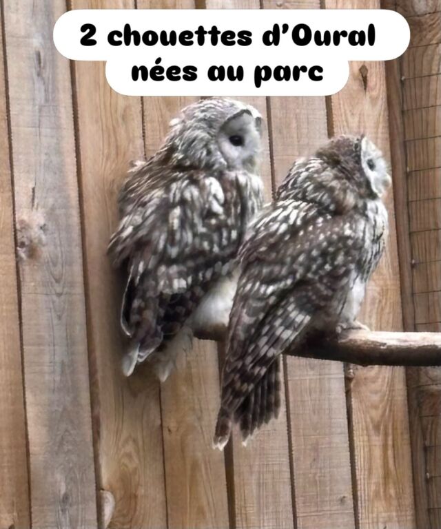 🦉❤️ Un grand départ vers la liberté...

Deux de nos jeunes chouettes de l’Oural, nées il y a quelques mois au parc, ont pris la route de l’Allemagne. Elles participent à un important programme européen de réintroduction visant à renforcer les populations sauvages de cette espèce.

Elles ne sont pas seules dans cette aventure. Plusieurs parcs zoologiques français et européens se sont mobilisés et c est une vingtaine de jeunes chouettes de l’Oural qui ont convergé vers la Bavière, où elles seront progressivement relâchées dans leur milieu naturel.

Les voir partir est toujours un moment chargé d’émotion. Après les avoir vues naître, grandir et prendre des forces, notre plus belle récompense est de savoir qu’elles retrouveront bientôt la vie sauvage et contribueront au retour de leur espèce.

Nous leur souhaitons un beau voyage... et surtout une longue vie en liberté. 🌿

#ParcDeCourzieu #ChouetteDeLOural #Biodiversité #Conservation
@siane_formations_et_transports 
@afdpz