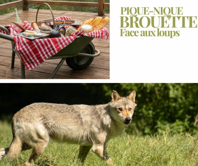 🥖🌿 Et si votre déjeuner au parc devenait une aventure ?

Oubliez la nappe posée à la hâte sur un coin d'herbe. Ici, votre déjeuner arrive... en BROUETTE! 🛞😄

Nous vous avons privatisé un espace avec vue sur les loups d'Europe rien que pour vous. 

Profitez d'un panier gourmand à partager en famille ou entre amis dans un cadre naturel exceptionnel.

Un moment insolite, convivial et 100 % nature qui fait souvent partie des plus beaux souvenirs de la journée ❤️

⚠️ Les pique-niques brouettes sont préparés sur réservation afin de vous garantir le meilleur accueil.

Alors si vous prévoyez votre visite cet été, pensez à réserver votre Pique-Nique Brouette !

📞 Informations et Réservations : [https://www.parc-de-courzieu.fr/restauration/](https://www.parc-de-courzieu.fr/restauration/)

#ParcDeCourzieu #PiqueNiqueBrouette #SortieFamille #IdeeSortie #Nature #MontsDuLyonnais #MomentInsolite