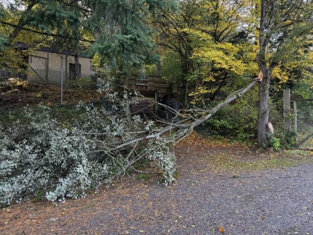 Quelques dégâts sur le parc ce matin… et cela n est que le début de gros vents sont annoncés… nous devons fermer le parc ce jeudi 23 octobre pour votre sécurité. La forêt et le vent ne font pas toujours bon ménage !
