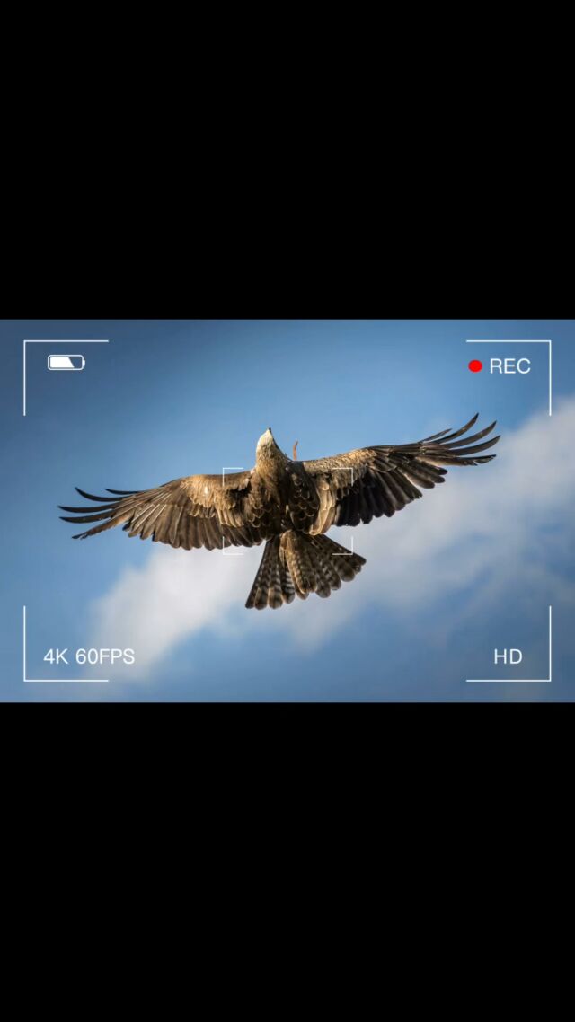 À la découverte des rapaces. 
Spectacle des rapaces tous les jours pendant les vacances de la Toussaint. 

Photo: www.fmphotography.fr