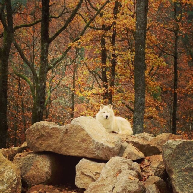 🐺🤍 Du blanc au milieu des couleurs d'automne… 

Dans la forêt du parc de Courzieu, les loups arctiques offrent un contraste magnifique avec les premières teintes dorées des arbres.

Les observer évoluer entre les arbres, se reposer ou interagir avec les autres membres de leur meute est toujours un moment privilégié.

🍁 Et si vous profitiez de cette belle saison pour venir à leur rencontre ?

Une balade forestière, des animaux fascinants et une vraie parenthèse nature à partager en famille.

📍 Parc de Courzieu – Monts du Lyonnais
Ouvert pendant les vacances de la toussaint. 

#LoupsArctiques #ParcDeCourzieu #Automne #Nature