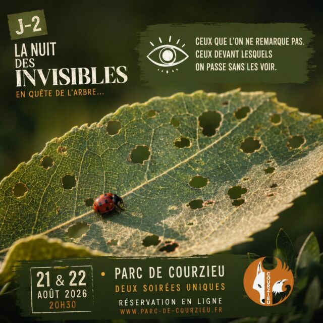 J-2 | MAIS AU FAIT… QUI SONT LES INVISIBLES ?

Ils sont partout.

Dans la forêt.
Sous nos pieds.
Au-dessus de nos têtes.
Derrière une feuille, dans une écorce, au détour d’un sentier…

Ils sont tous ces êtres, ces détails et ces petits équilibres de la nature devant lesquels nous passons parfois sans même les voir.

C’est aussi cela, La Nuit des Invisibles.

Derrière la quête, les personnages, les énigmes et la fantaisie se cache une invitation toute simple :

ralentir, observer, écouter… et ouvrir les yeux sur ce qui nous entoure.

Et peut-être qu'après cette nuit, vous ne regarderez plus tout à fait la forêt de la même manière. 🌿

🌙 21 & 22 août 2026 à 20h30

⏳ J-2. Plus que deux jours avant la première soirée.
🎟️ Il est encore temps de réserver votre place pour partir en quête de l’Arbre.

#NuitDesInvisibles #ParcDeCourzieu #Nature #Biodiversité #MontsDuLyonnais #SortieEnFamille