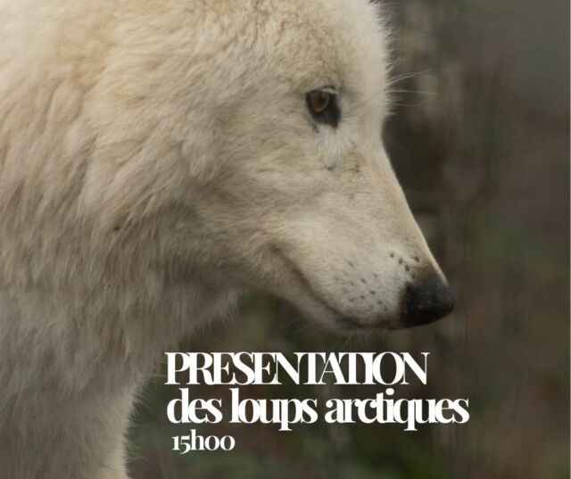 🐺 Les loups arctiques : comprendre un survivant de l’extrême

Tout l’hiver, le Parc de Courzieu propose une présentation commentée des loups arctiques à 15h.
Un temps d’observation et d’échange pour découvrir combien ces loups sont adaptés au froid et à leur environnement et pour observer leur vie en meute. 

Pour mieux comprendre leur comportement, leur organisation sociale et le rôle qu’ils jouent dans leur écosystème… et ainsi changer notre regard sur ces animaux fascinants.

📅 Jusqu’au 31 mars
➡️ Mercredis, samedis, dimanches et Vacances scolaires – zone A

✨ Une rencontre pédagogique et immersive, idéale à vivre en famille pendant l’hiver.