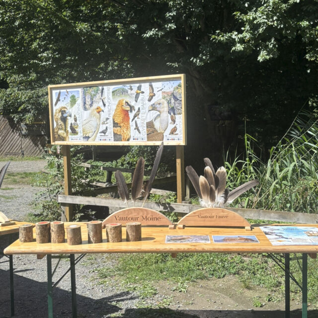 LUNDI 26 OCTOBRE : ATELIER VAUTOURS

🦅 LES VAUTOURS : DES OISEAUX MAL AIMÉS… MAIS TELLEMENT FASCINANTS !

Ils impressionnent par leur taille, intriguent par leur apparence et souffrent encore d'une bien mauvaise réputation !

Pourtant, les vautours sont de véritables alliés de la nature. 🌿

Grâce à leur régime alimentaire de charognards, ils jouent un rôle essentiel dans l'équilibre des écosystèmes. Et derrière leur allure parfois inquiétante se cachent des oiseaux aux capacités extraordinaires !

🍂 Lundi 26 octobre, notre atelier « Découverte des vautours » vous invite à percer les secrets de ces grands rapaces.

Au programme : des découvertes étonnantes, des anecdotes et surtout l'occasion de faire tomber quelques idées reçues !

Ce 26 octobre sur chaque entrée payante, 1€ sera reversé à l'association Vautours en Baronnies.

❤️ Une belle occasion de changer de regard sur les vautours et de découvrir leur importance dans la nature !

📅 Lundi 26 octobre

📍 Parc de Courzieu – Monts du Lyonnais

🎟️ Atelier gratuit, réservé aux visiteurs du parc, compris dans le billet d'entrée.

#ParcDeCourzieu #Vautours #AtelierDécouverte #VacancesToussaint #Biodiversité #SortieFamille #MontsDuLyonnais  @vautoursenbaronnies Vautours en Baronnies