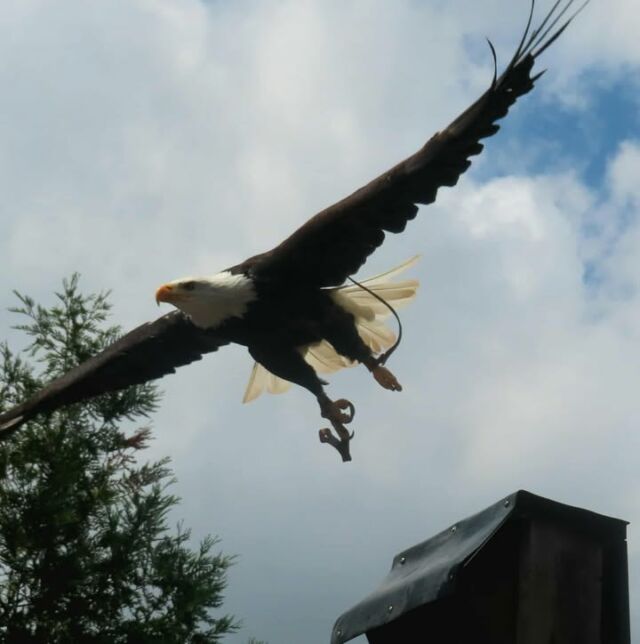 🦅 Le vent dans les plumes, la précision d’un vol parfait… Assistez à notre présentation de rapaces à 14h et 16h et laissez-vous surprendre par leur maîtrise du ciel.

Merci @Carole Machot-Aluiso pour cette belle photo