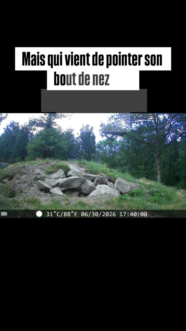 Un petit marmotton vient de nous faire la surprise de sortir de son trou 😍
Nourrissage commenté des marmottes tous les jours à 10h45 et 14h45. #parcdecourzieu #montsdulyonnais #montsdulyonnaistourisme