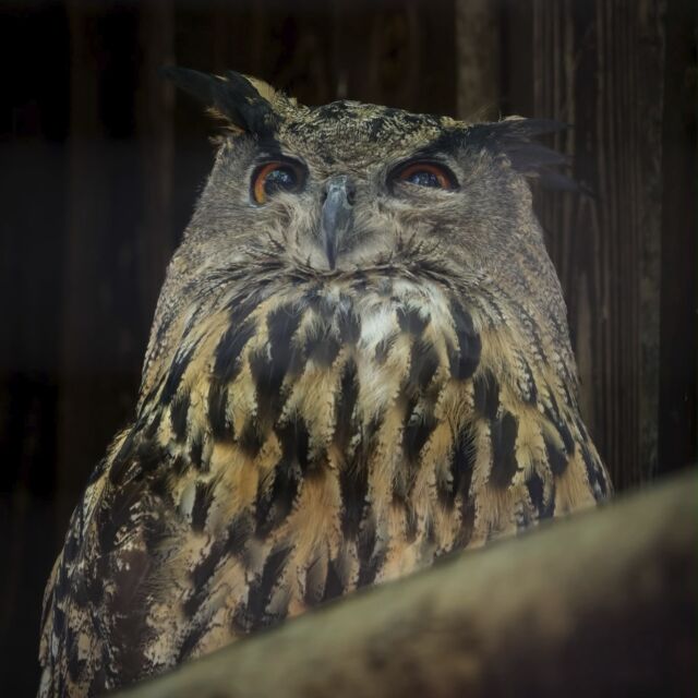 Depuis des siècles, les chouettes alimentent les légendes et les histoires mystérieuses…

Pourtant, derrière leur regard impressionnant se cachent des oiseaux extraordinaires, parfaitement adaptés à leur environnement.

Leur ouïe remarquable, leur plumage adapté au vol silencieux et leur incroyable capacité à chasser en font de véritables merveilles de la nature.

🍂 Pendant les vacances de la Toussaint, nous vous invitons à changer de regard sur ces oiseaux parfois mal aimés.
 Atelier découverte des chouettes le mardi 27 octobre.

À Courzieu, on préfère apprendre à les connaître plutôt qu'en avoir peur ! ❤️

https://www.parc-de-courzieu.fr/ateliercestchouettes2026/

Photos : @fmphotography.fr

#Chouettes #RapacesNocturnes #Toussaint #ParcDeCourzieu