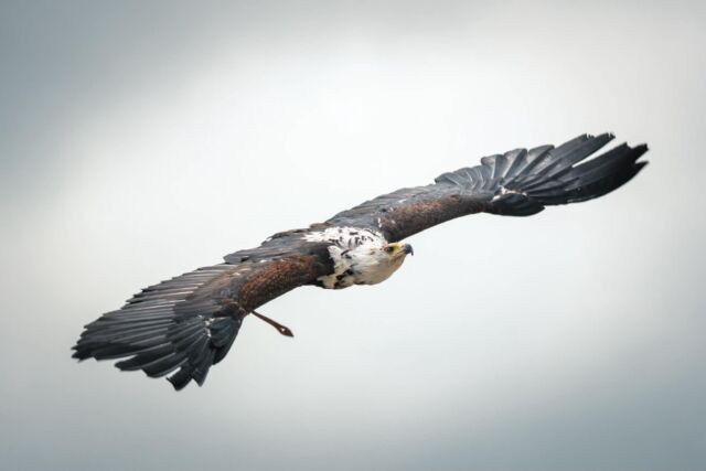 🦅 Un battement d'ailes... et tout s'arrête.

Il suffit d'un instant pour être émerveillé.

Une aile qui frôle le vent, un regard fixé sur l'horizon, une silhouette qui plane avec une incroyable légèreté… Les rapaces sont de véritables maîtres du ciel.

Chaque espèce possède sa propre façon de voler : certains profitent des courants d'air pour planer sans effort, d'autres enchaînent les battements d'ailes avec une puissance impressionnante ou fondent sur leur proie avec une précision redoutable.

Levez les yeux… le spectacle est dans le ciel. ❤️

Grand vol des rapaces tous les jours à 14h00 et 16h00 pendant les vacances. 
Photographe : fmphotography 

#ParcDeCourzieu #GrandVolDesRapaces #Rapaces #Nature #Biodiversité #SortieFamille